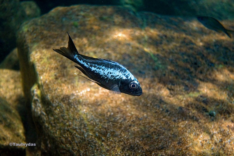 Ophthalmotilapia sp. 'whitecap' Katondo Point